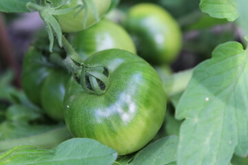 green tomatoes in the garden