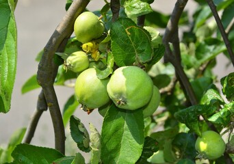 A branch of wild little apples