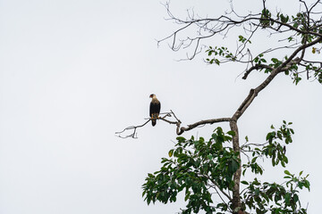 Caracara cheriway Solitary Vigilance