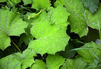 Puffy leaves plant background for frogs