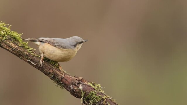 nuthatch perched on a branch pecking to feed, sitta europaea, sittidae, passeriformes