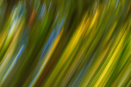 diagonal lines of motion blur of vegetaion