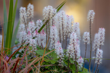 Selective focus of small flower in the garden, Foamflower (Tiarella cordifolia) is one of the showiest spring wildflowers, The starry white flower spikes with a tinge of pink, Nature floral background - obrazy, fototapety, plakaty