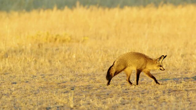 Bat eared foxes in dry Kalahari grass landscape hunting Botswana