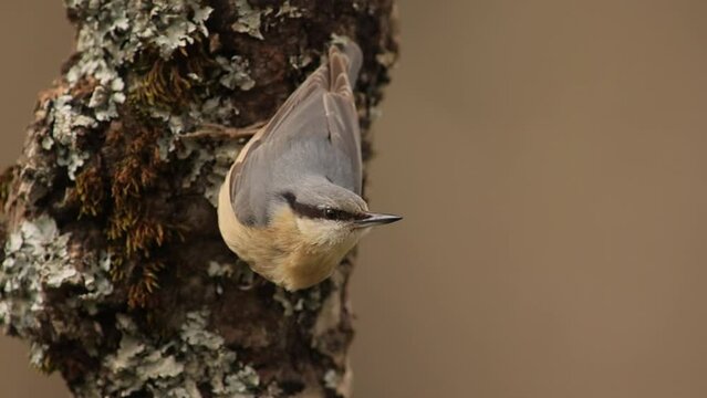 nuthatch perched on a log in its characteristic pose, sitta europaea, sittidae, passerines