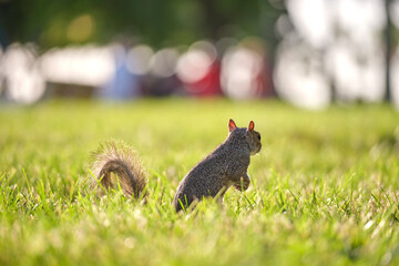 Curious beautiful wild gray squirrel looking up on green grass in summer town park
