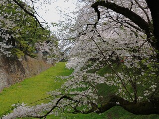 名古屋城のお堀の桜