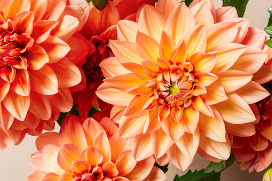 Dahlia flowers closeup