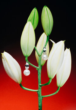 Jewellery on flower