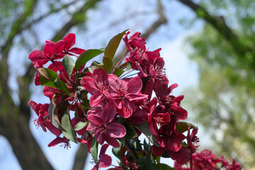 Red flowers apple on a branch of blooming tree. Apple tree blossoms in the springtime garden. Beautiful spring tree.