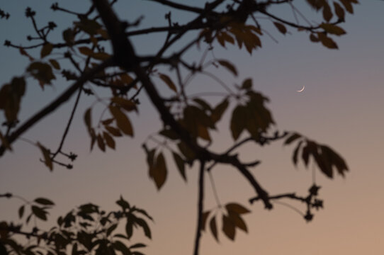 Dreamy Moon