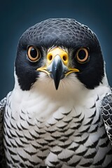 Detailed close-up of a bird of prey