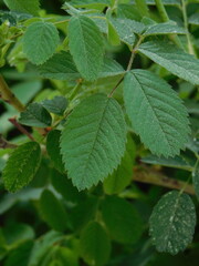 leaves on a branch