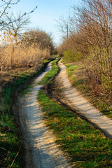 Country road in the countryside on a sunny spring day. Reeds, bushes and trees along a dirt road