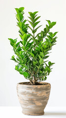 Fototapeta premium A tall green plant zamioculcas in a brown pot