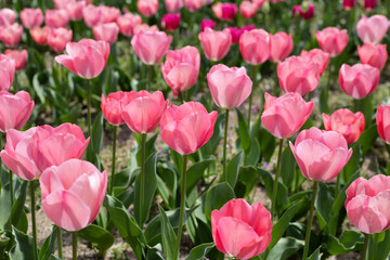 Beautiful tulip flower garden. The Expo 70 Commemorative Park, Osaka, Japan