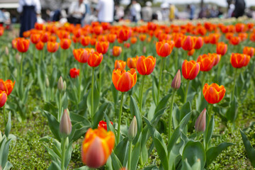 Fototapeta premium Beautiful tulip flower garden. The Expo 70 Commemorative Park, Osaka, Japan