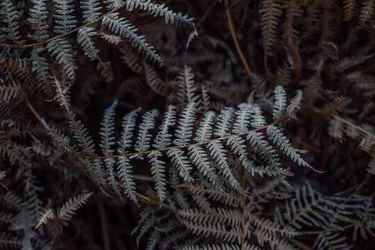 Frozen ferns