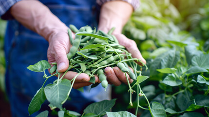 Close up hands of a farmer holding fresh green beans in a garden