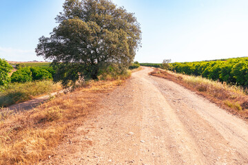 Camino del Sur - Via Verde de Riotinto - dirt road at the turnoff to Zalamea la Real, province of Huelva, Andalusia, Spain