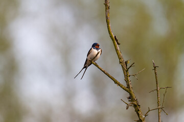 Barn swallow, Hirundo rustica, single bird on branch, Poland