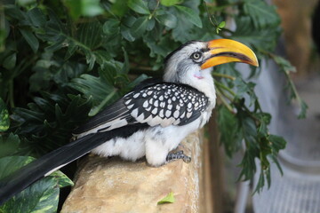Tockus bird (Gelbschnabeltoko)