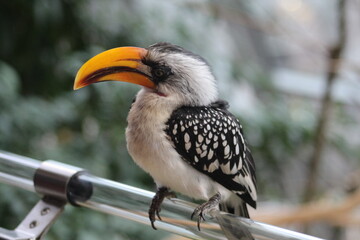 Tockus bird (Gelbschnabeltoko)
