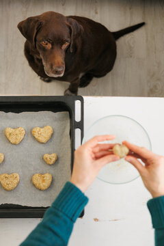 Dog is watching the cooking process.