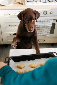 Naughty dog stood with its paws on the table.