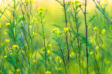 Close-up of yellow spring wildflowers