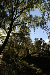 LOCH AN EILEIN CASTLE.  AVIMORE. SCOTLAND, ENGLAND, EUROPE