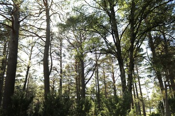 LOCH AN EILEIN CASTLE.  AVIMORE. SCOTLAND, ENGLAND, EUROPE