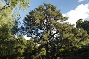 LOCH AN EILEIN CASTLE.  AVIMORE. SCOTLAND, ENGLAND, EUROPE