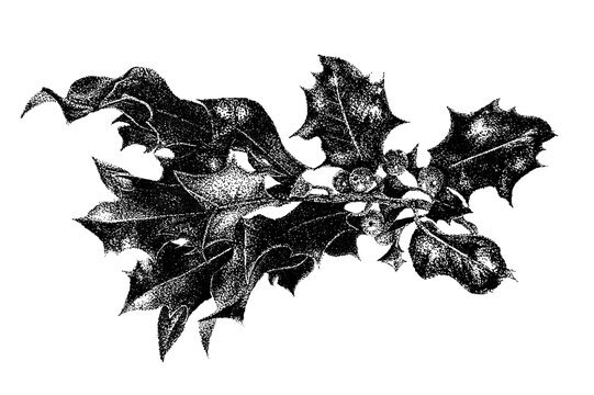 Holly leaves