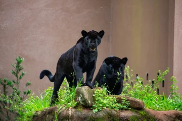 Fototapeten Panther Pantera Negra. Onça pintada  © Alessandra Maeda
