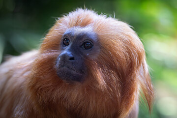 Captive Golden Lion Tamarin from Brazil
