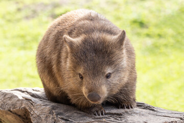 Australian Common Wombat on log