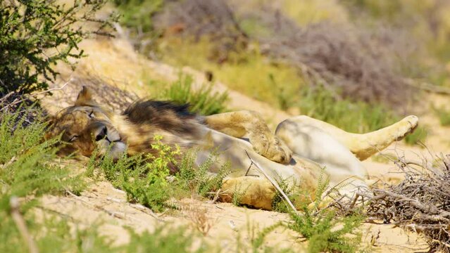 African Male Lion sleeping in the Savanah