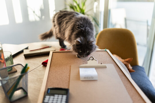 cat on a table where there are receipts and office supplies.