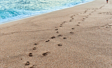 Serene sandy beach with footprints towards gentle waves.