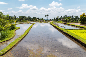Rice paddy field in Indonesia