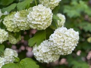 Hydrangea macrophylla Green Cloud, close up.
