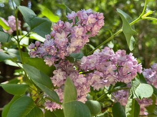 Syringa, Common pink Lilac, French Lilac 'Krasavitsa Moskvy' (Syringa vulgaris).
