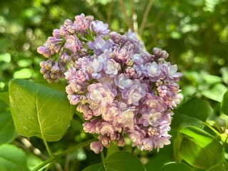 Syringa, Common pink Lilac, French Lilac 'Krasavitsa Moskvy' (Syringa vulgaris).
