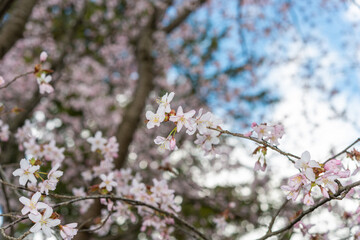 cherry blossoms on a blue sky with clouds