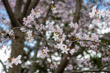 tree blossoms