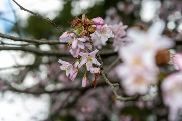 blossoms in spring