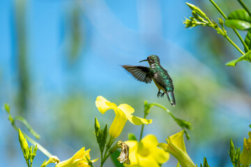 colibrí © alfredo914