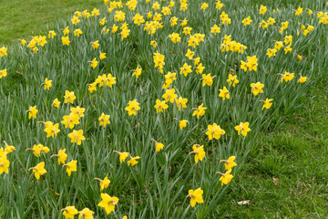 daffodil patch
