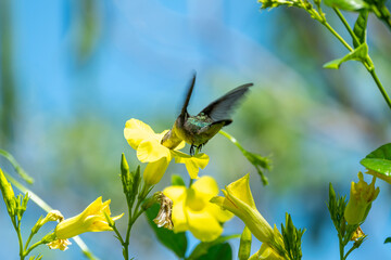 colibrí © alfredo914